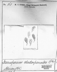 Macrosporium cladosporioides image